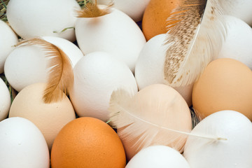 Eggs4