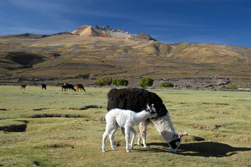 Les lamas © gparigot