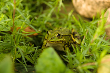 The green frog