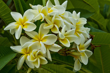 Fototapeta premium Champa flower white of thailand