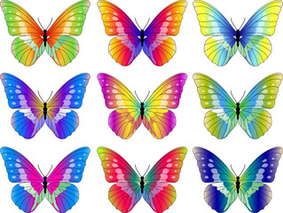 Fototapeta na wymiar Butterfly Collection