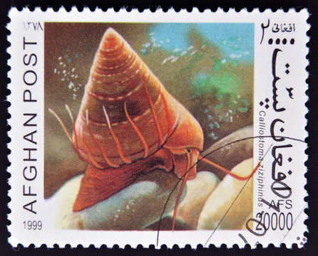 A stamp printed in Afghanistan shows Calliostoma zizyphinus