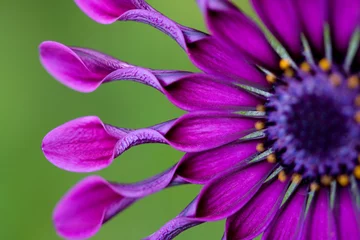 Abwaschbare Fototapete Violett African Daisy oder Osteospermum tropische Blume.USA, Hawaii, Maui