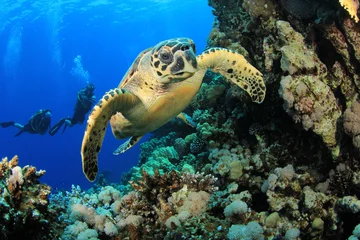 Rolgordijnen Hawksbill Turtle and Scuba Divers © Richard Carey