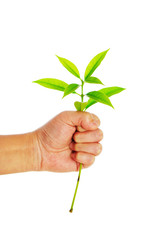 Hand holding young plant in soil on white