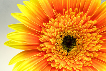 Yellow gerbera, close up