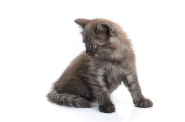 a little persian kitten isolated on white