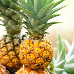 Close-up Pineapple