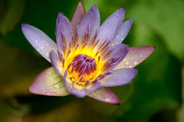  Waterlelie/lotus, close-up © shulevich
