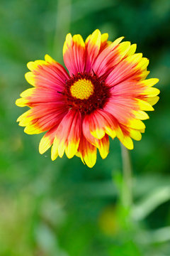  Kokardenblume