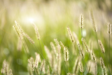 Fresh green grass nice background (Napiergrass Taishigrass)