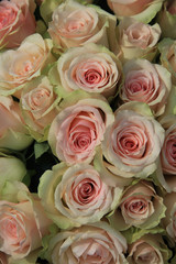 pale pink rose