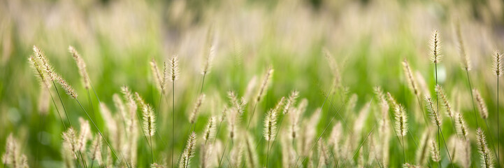 Fresh green grass nice background (Napiergrass Taishigrass)