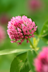 Pink clover flowers growing in the meadow