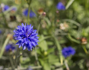 Cornflower