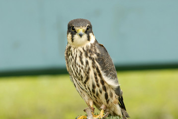 Halcón para cetrería