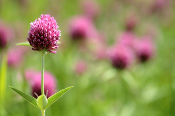 Fototapeta premium Pink clover flowers growing in the meadow