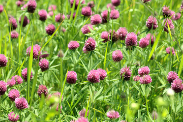 Pink clover flowers growing in the meadow