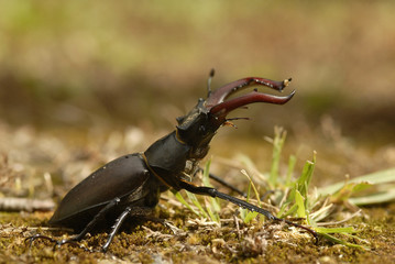 Escarabajo con pinzas