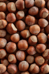 Hazelnuts in shells, , full frame