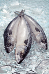 Frozen Mackerel on ice