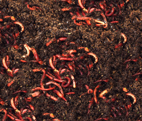 red worms in compost - bait for fishing