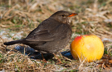 Amsel Weibchen frisst Apfel