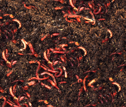 red worms in compost - bait for fishing