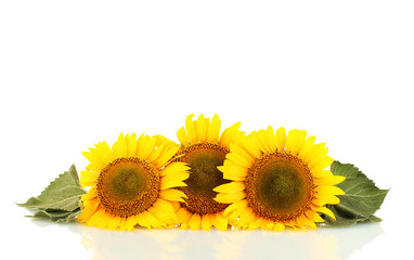 Obraz premium sunflowers isolated on white
