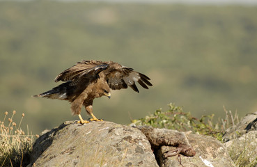 El ratonero y el conejo
