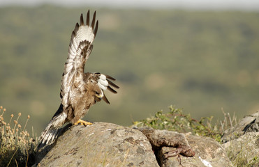 Ratonero  junto a la liebre