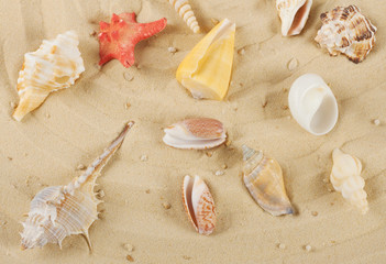 Fototapeta na wymiar Background with colored shells and starfish