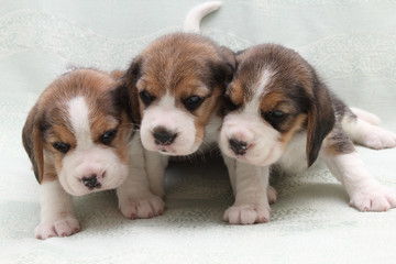 dog beagle