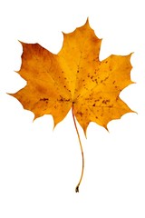 Yellow maple leaf on a white isolated background