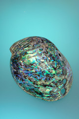 Mother-of-the-Pearl sea shell on blue background