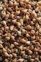 Sea shells as a background
