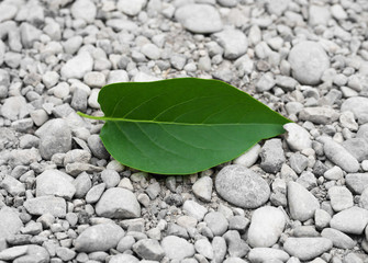 green leaf from a tree on the rocks