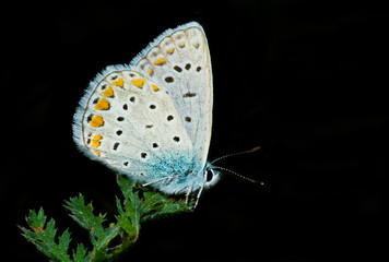 Common Blue butterfly having rest on a green leaf
