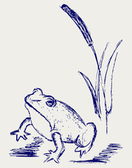 Naklejka premium Frog sketch. Vector