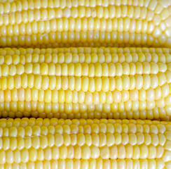 Молодая сахарная кукуруза в початках