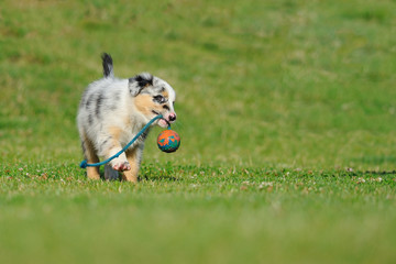 Australian Shepherd aussie puppy with toy
