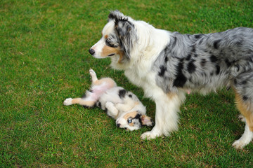 Australian Shepherd aussie with puppy in game