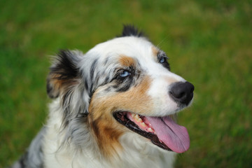 Australian Shepherd aussie