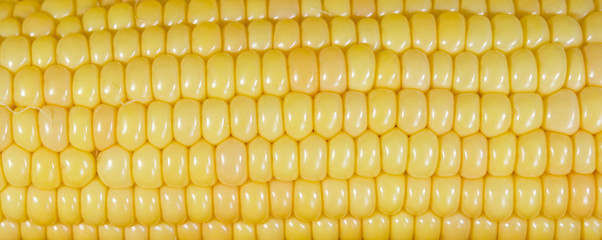 Молодая сахарная кукуруза в початках