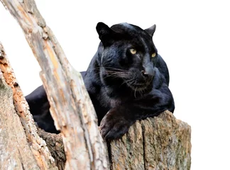 Foto op Canvas Zwarte luipaard geïsoleerd op witte achtergrond © byrdyak
