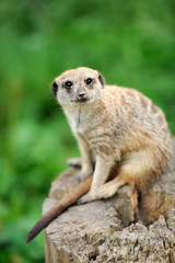 A meerkat standing upright and looking alert