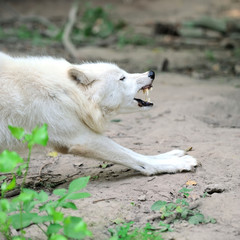 White wolf