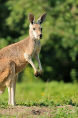 Kangaroo