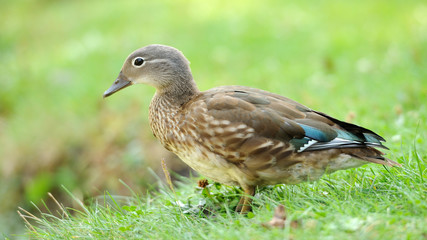 Wild duck