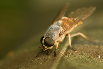 gadfly